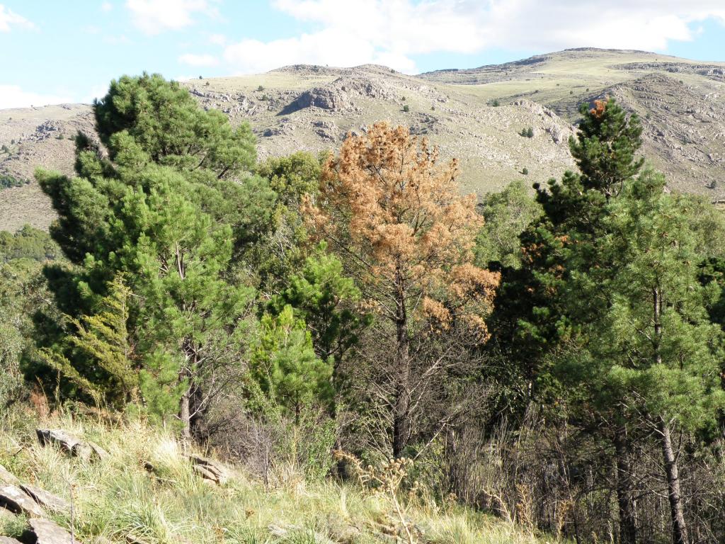 Foto de Villa Ventana (Buenos Aires), Argentina