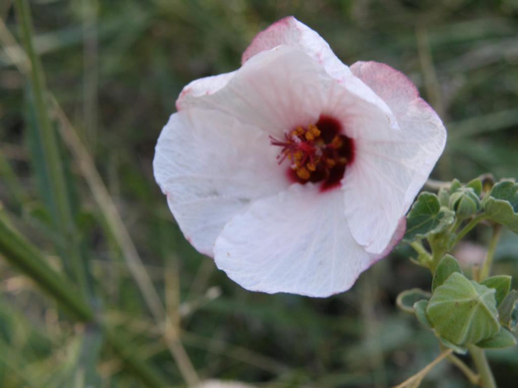 Foto de Villa Ventana (Buenos Aires), Argentina