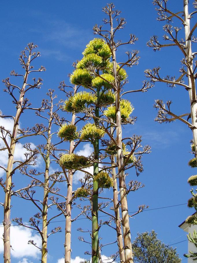 Foto de Oruro, Bolivia