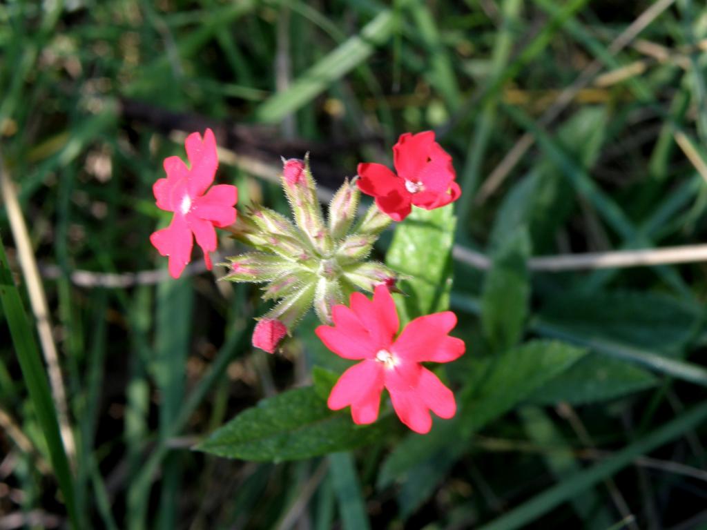 Foto de Villa Ventana (Buenos Aires), Argentina