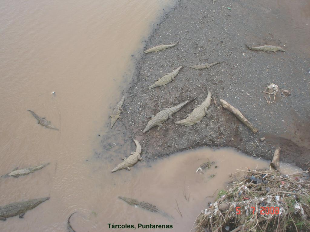 Foto de Rio Tárcoles, Costa Rica