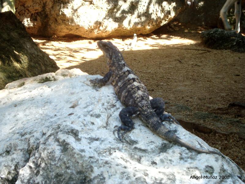 Foto de Xcaret, México
