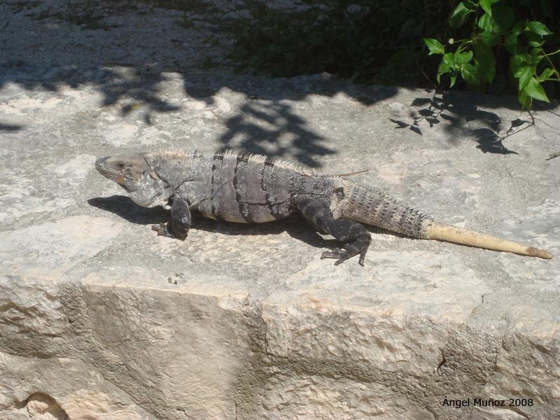 Foto de Xcaret, México