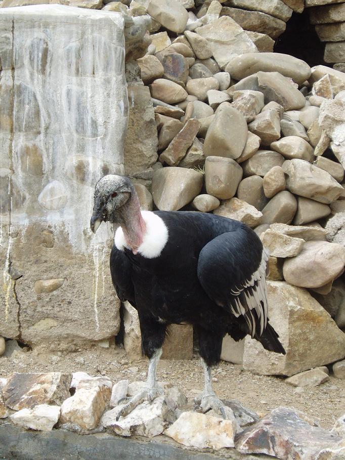 Foto de Oruro, Bolivia