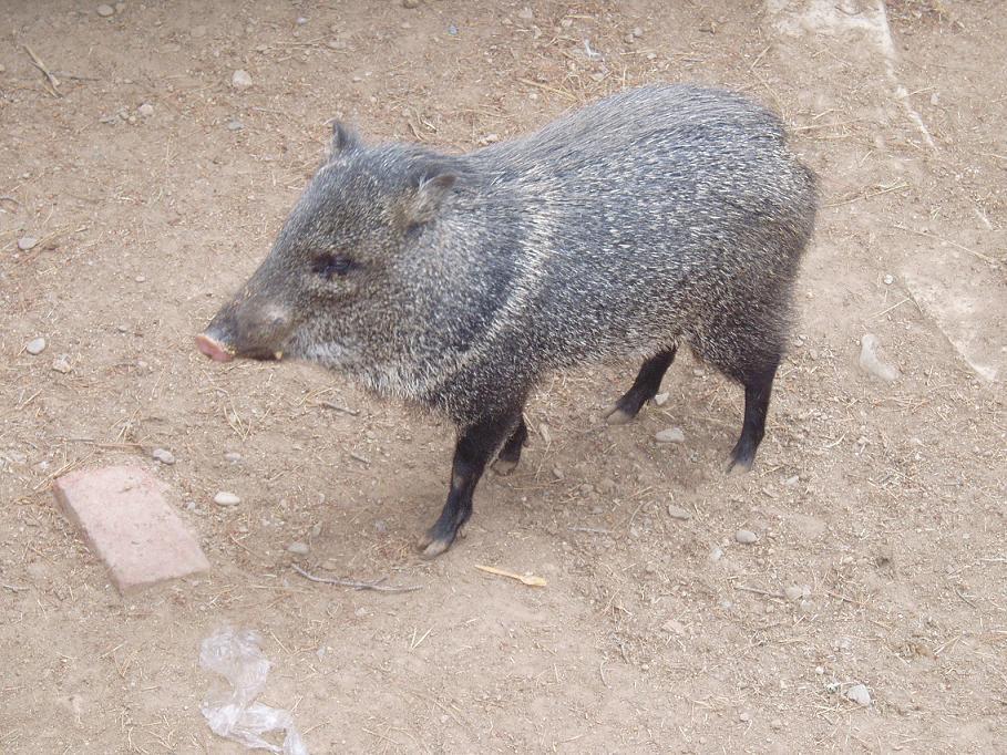 Foto de Oruro, Bolivia