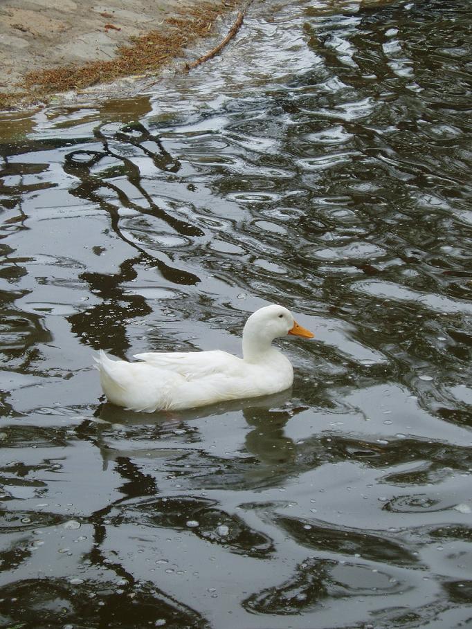 Foto de Oruro, Bolivia