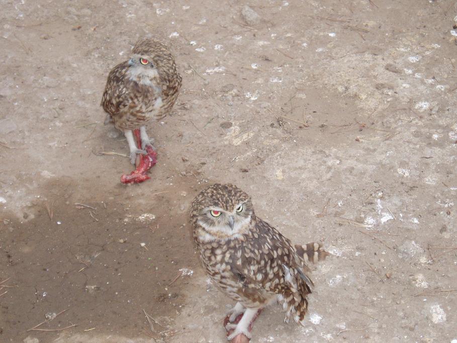 Foto de Oruro, Bolivia