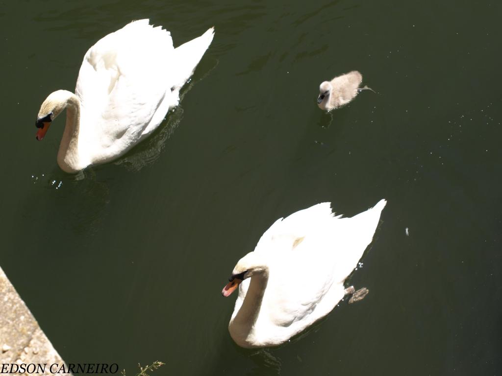 Foto de San Ildefonso (Segovia), España