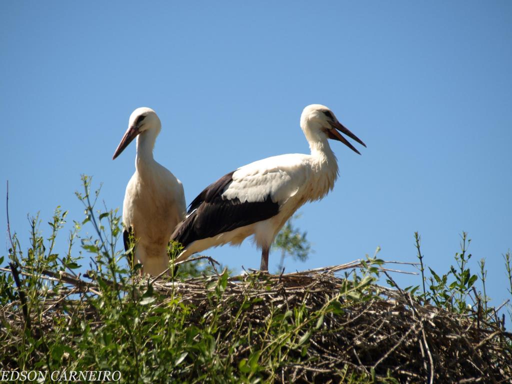 Foto de Riofrio de Riaza (Segovia), España