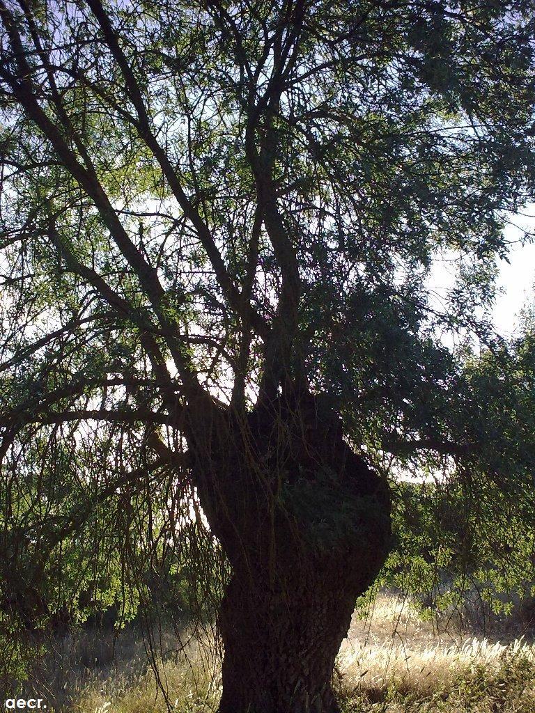 Foto de Majadahonda (Madrid), España