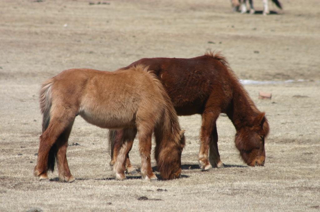 Foto de Ulan Bator, Mongolia