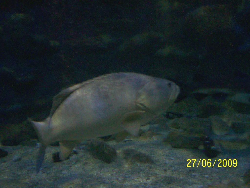 Foto de Puntarenas, Costa Rica