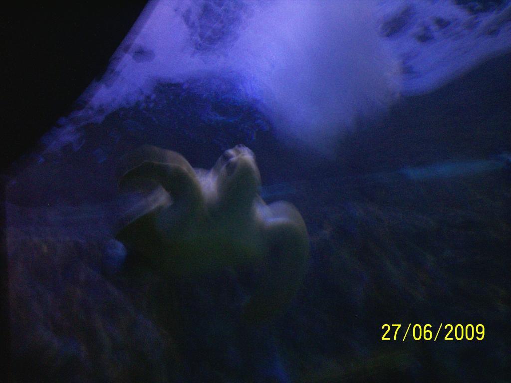 Foto de Puntarenas, Costa Rica