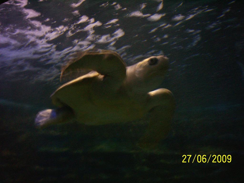 Foto de Puntarenas, Costa Rica