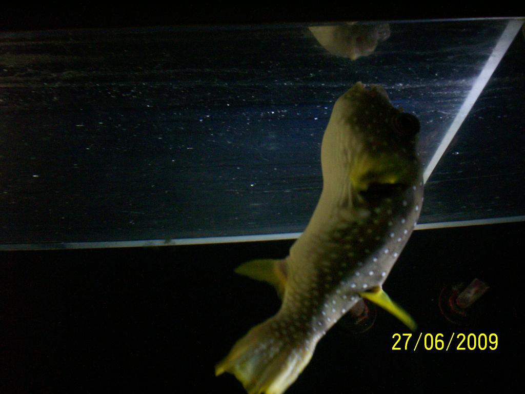 Foto de Puntarenas, Costa Rica