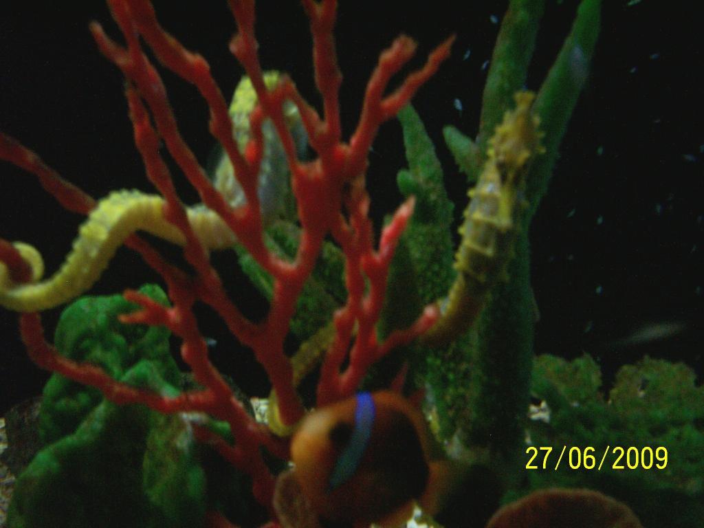 Foto de Puntarenas, Costa Rica