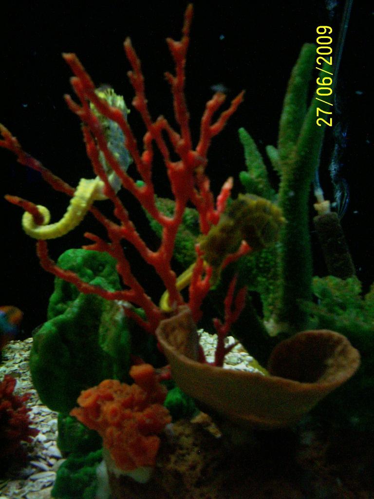 Foto de Puntarenas, Costa Rica