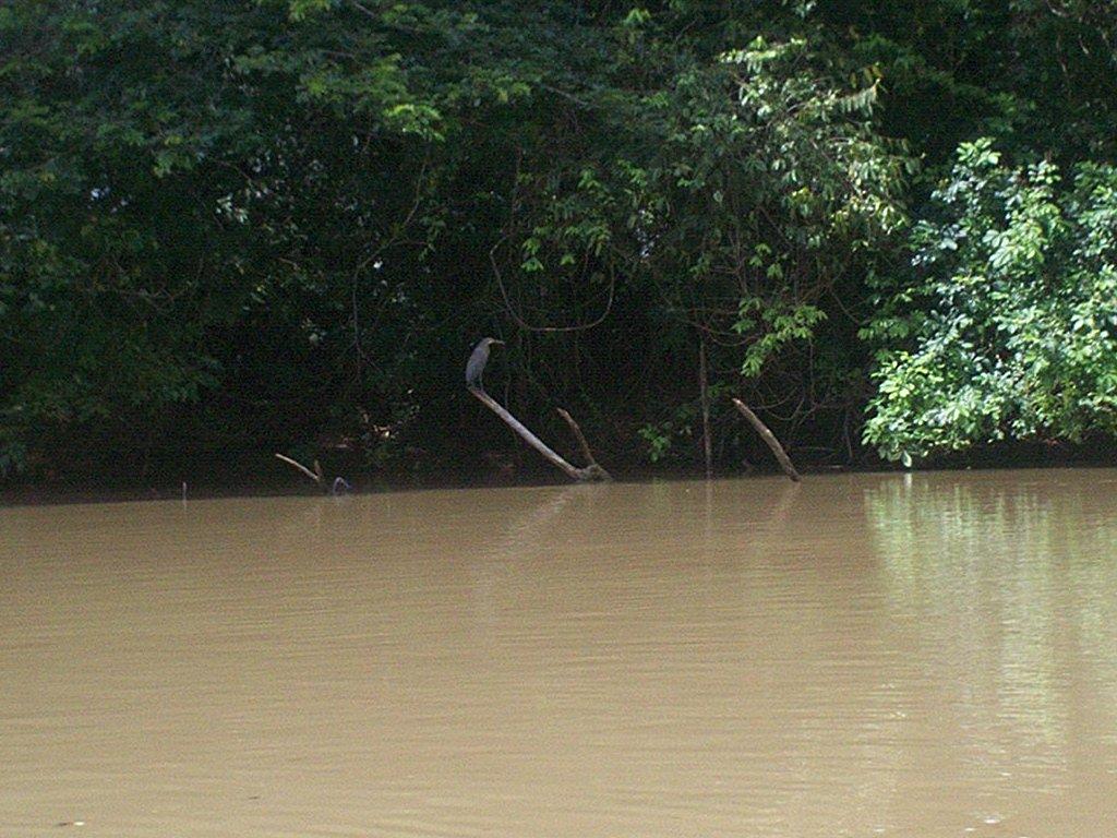 Foto de Los Chiles (Alajuela), Costa Rica