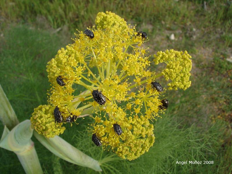 Foto de Salamina (Salamis), Chipre