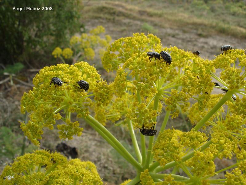 Foto de Salamina (Salamis), Chipre