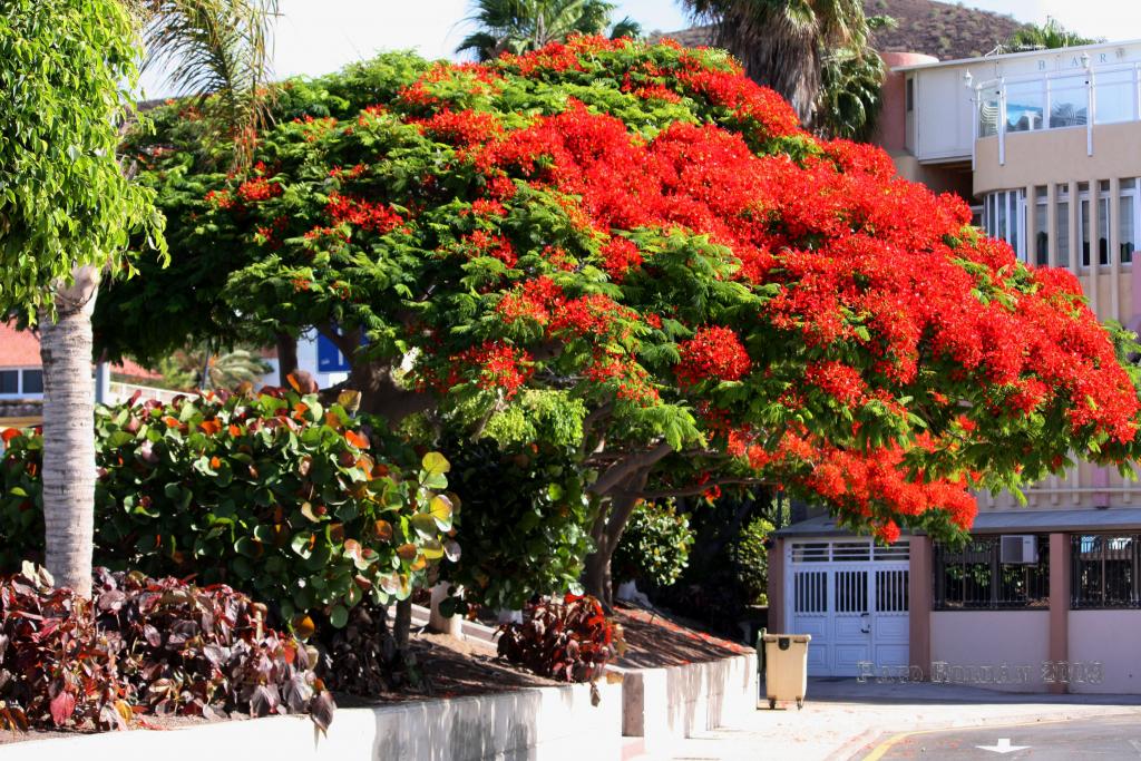 Foto de Arona (Los Cristianos) (Santa Cruz de Tenerife), España