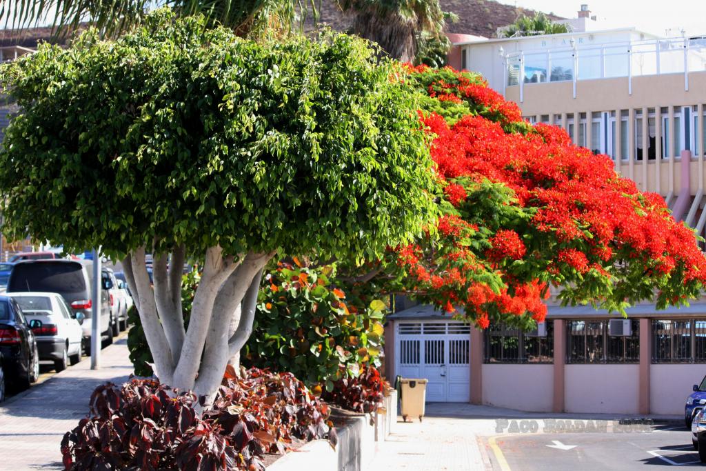 Foto de Arona (Los Cristianos) (Santa Cruz de Tenerife), España