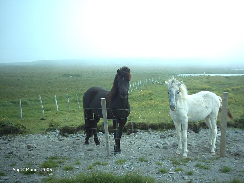 Foto de Raufarhörn, Islandia