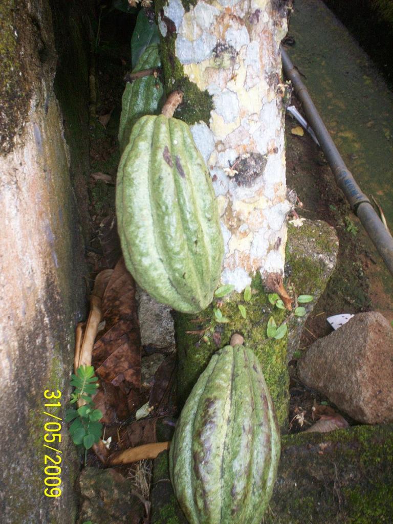 Foto de El Castillo (Rio San Juan), Nicaragua