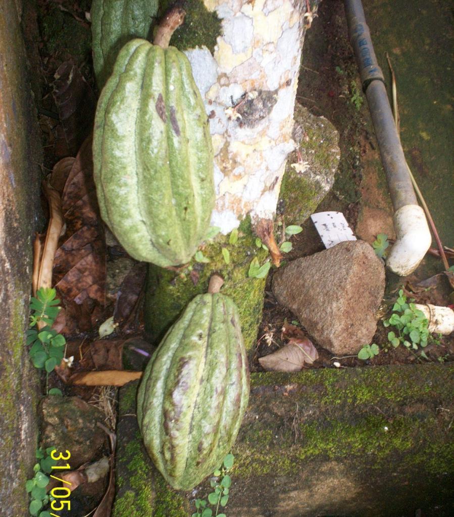 Foto de El Castillo (Rio San Juan), Nicaragua