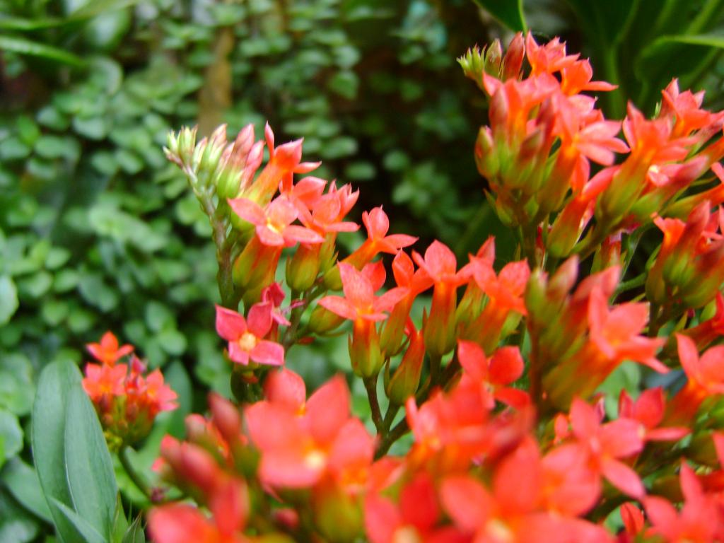 Foto de Aserrí, Costa Rica