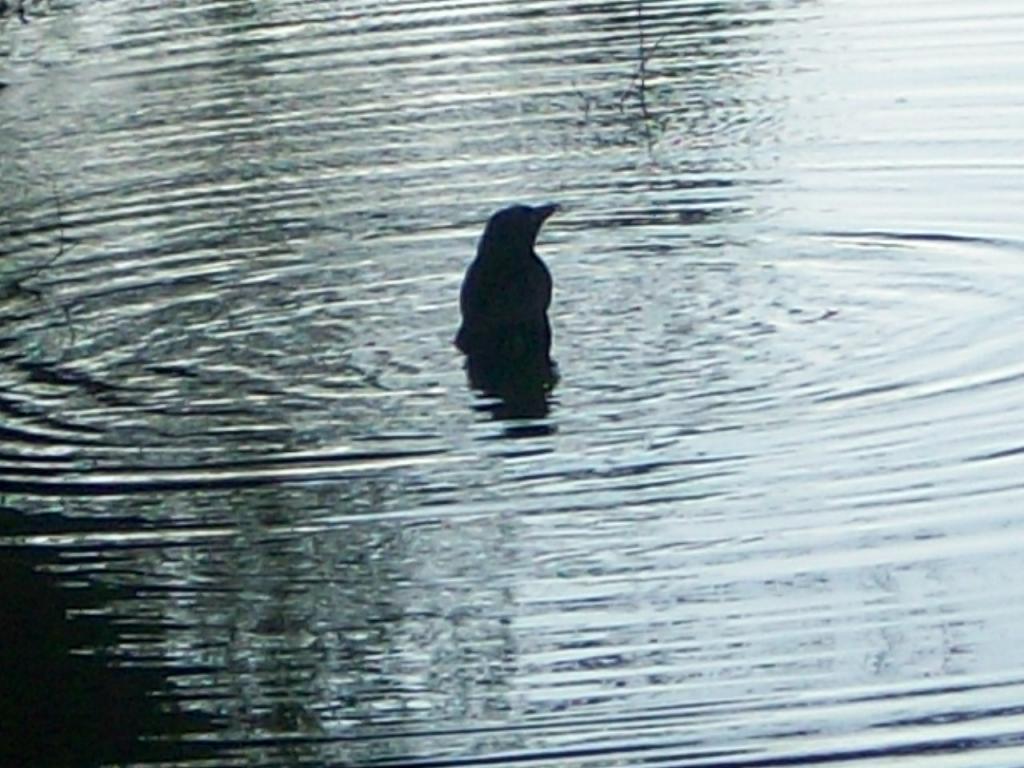 Foto de Boston (Massachusetts), Estados Unidos