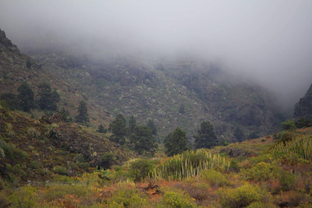 Foto de Adeje (Santa Cruz de Tenerife), España