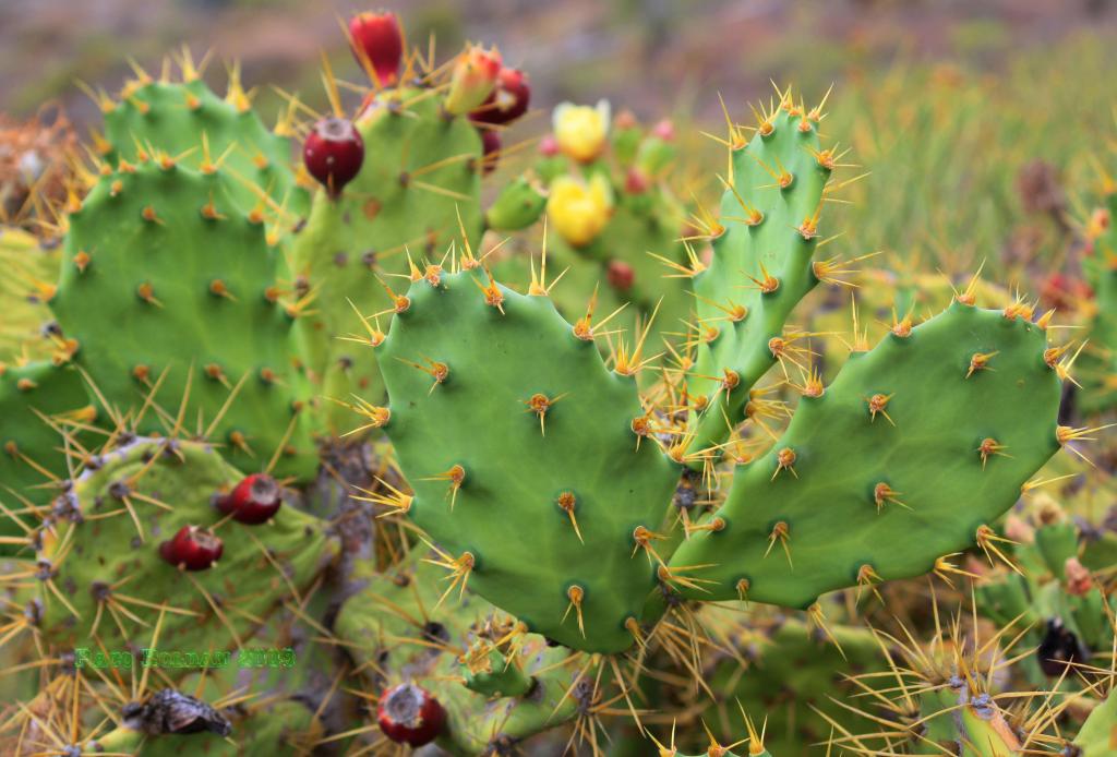 Foto de Adeje (Santa Cruz de Tenerife), España