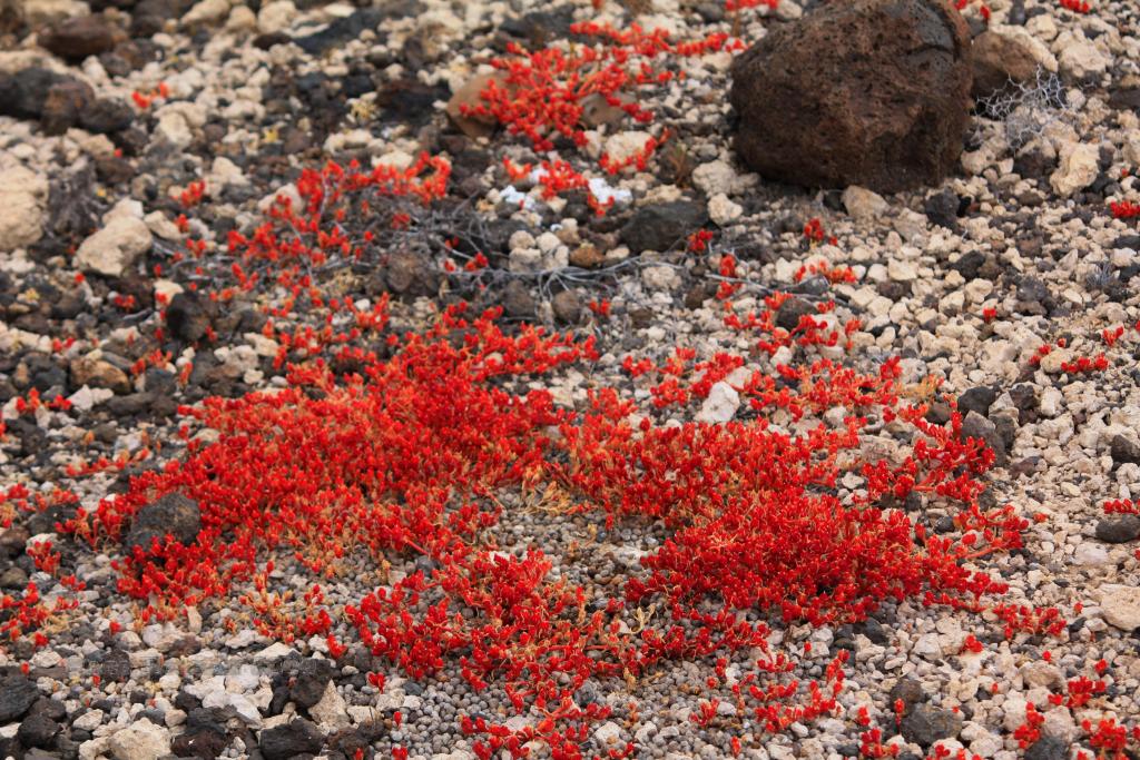 Foto de Adeje (Santa Cruz de Tenerife), España