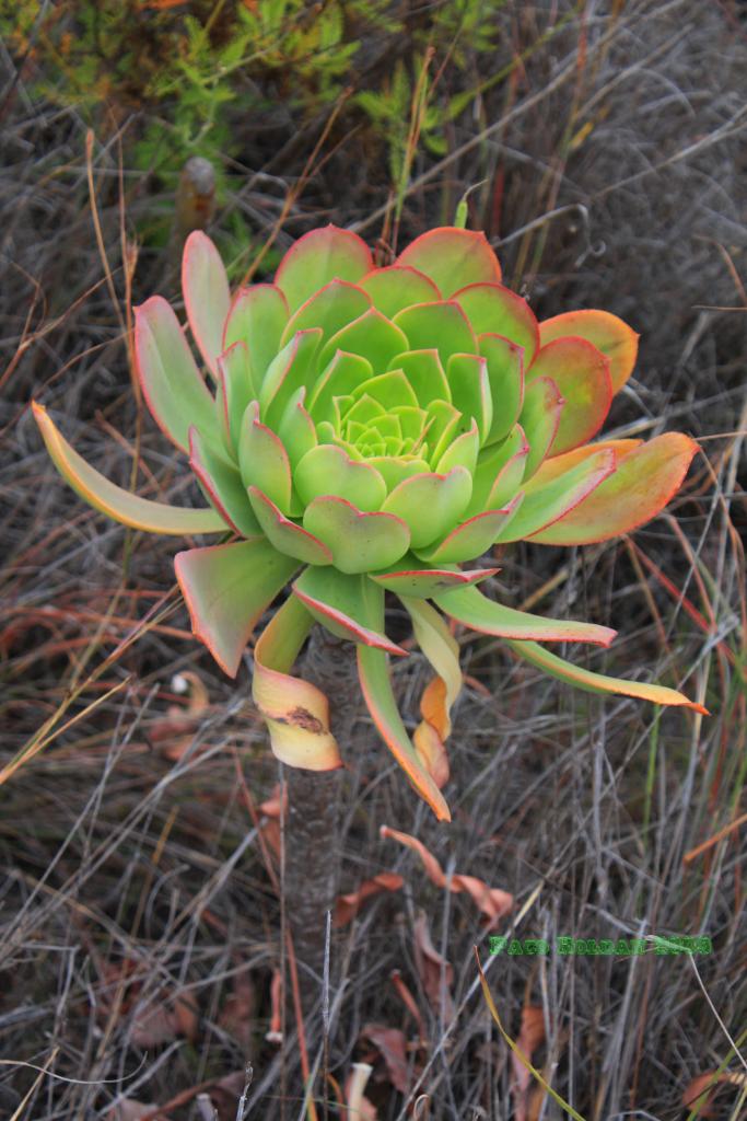 Foto de Adeje (Santa Cruz de Tenerife), España
