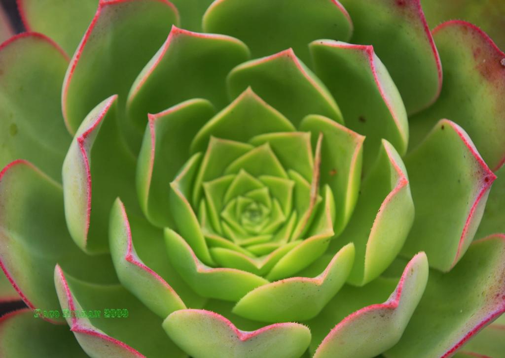 Foto de Adeje (Santa Cruz de Tenerife), España