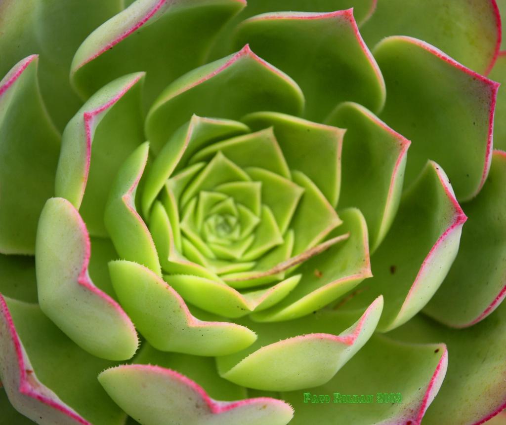 Foto de Adeje (Santa Cruz de Tenerife), España