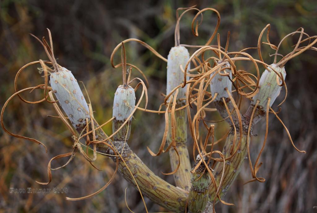 Foto de Adeje (Santa Cruz de Tenerife), España