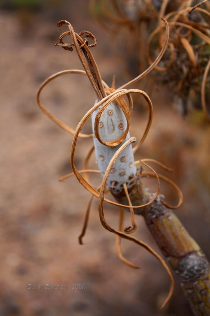 Foto de Adeje (Santa Cruz de Tenerife), España