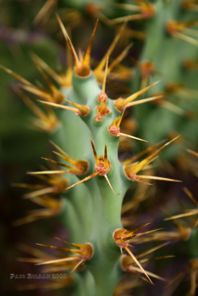 Foto de Adeje (Santa Cruz de Tenerife), España