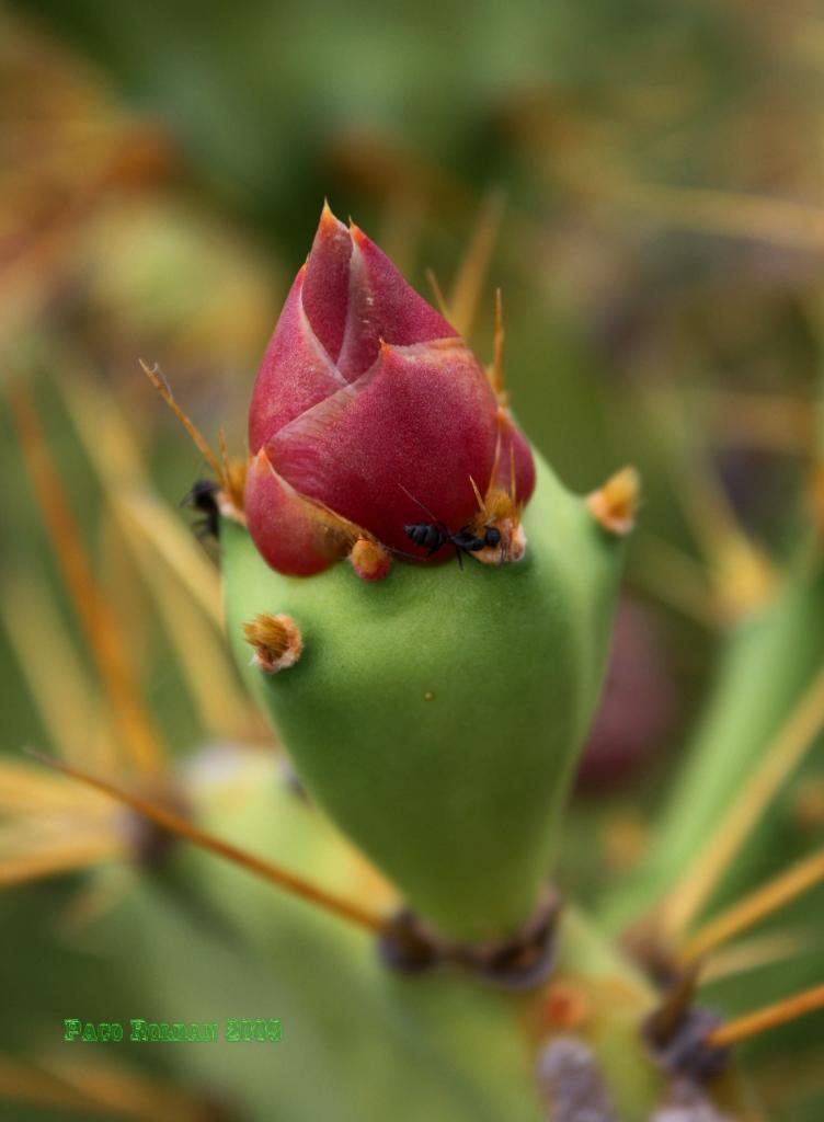 Foto de Adeje (Santa Cruz de Tenerife), España