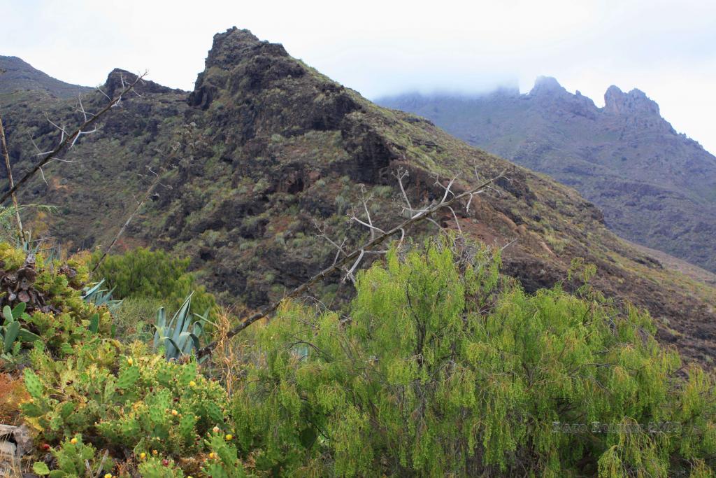 Foto de Adeje (Santa Cruz de Tenerife), España