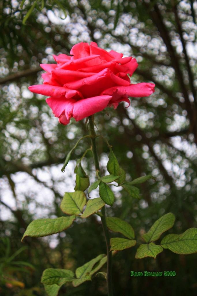 Foto de Adeje (Santa Cruz de Tenerife), España