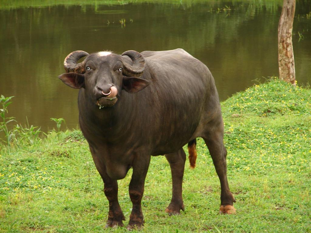 Foto de Valle Azul (San Ramón), Costa Rica