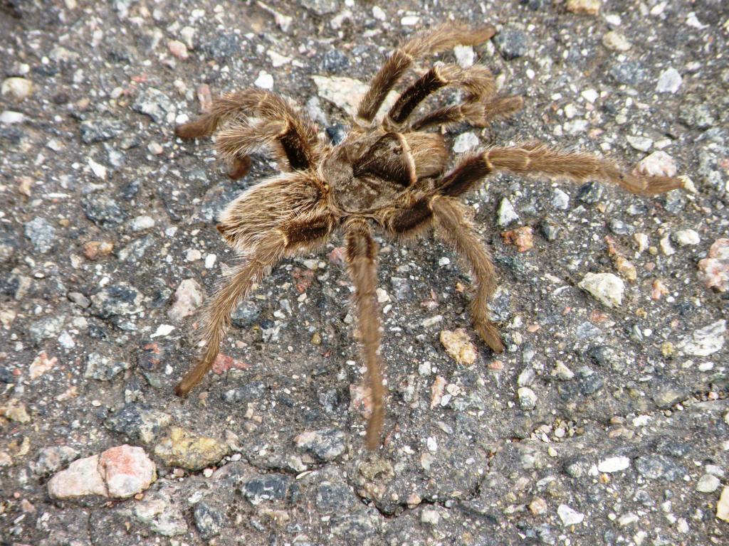 Foto de Sierra de la Ventana (Buenos Aires), Argentina