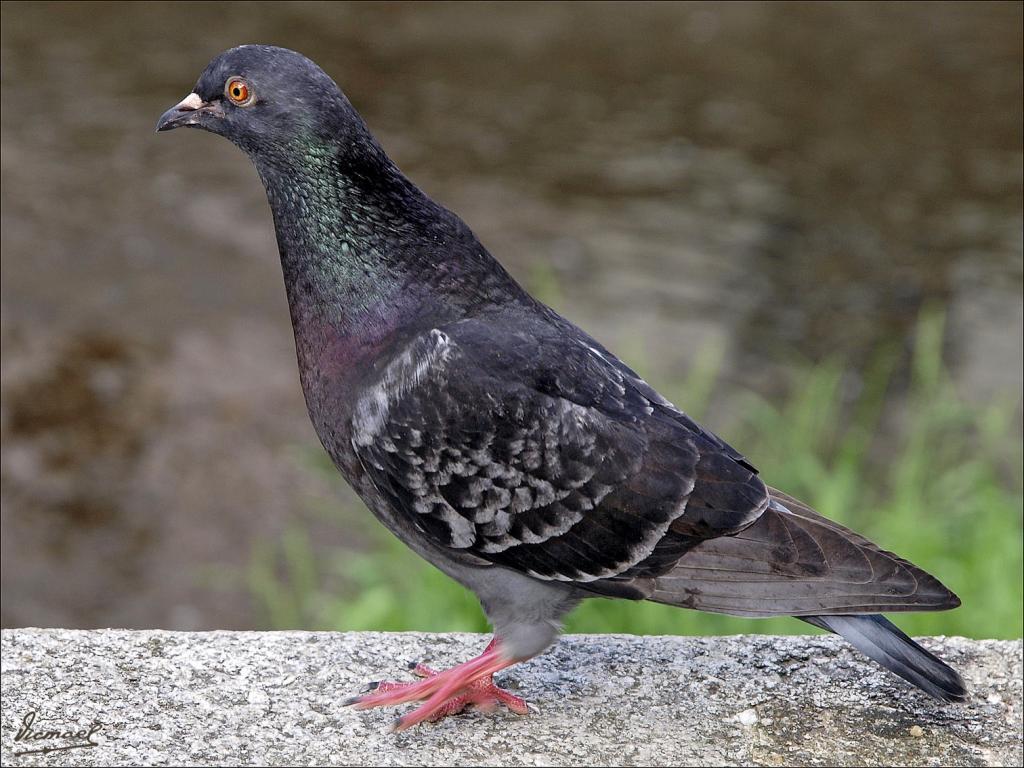 Foto de Karlovy Vary, República Checa