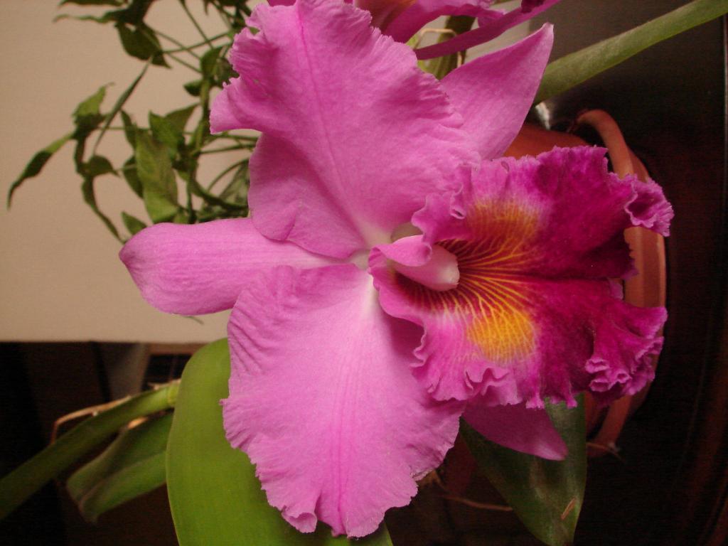 Foto de Escazu (San José), Costa Rica