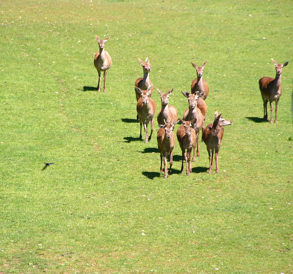 Foto de Jaca (Huesca), España