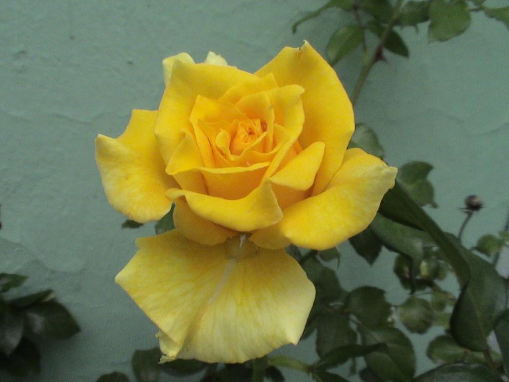 Foto de Guadalajara, México