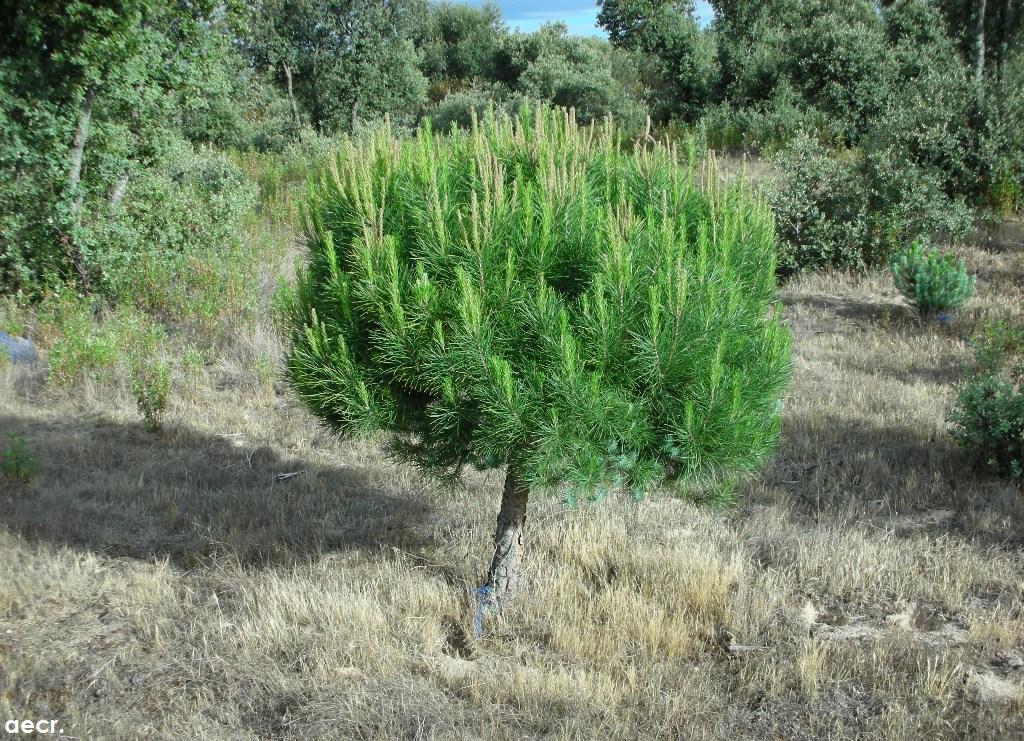 Foto de Majadahonda (Madrid), España